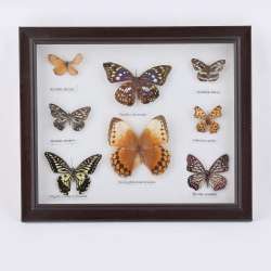 Картина метелики під склом рамка коричнева 30 х 35 см